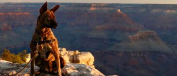 4 Most Dog-Friendly National Parks in the US