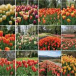 Top 10 Tulip Gardens in the World Destinations Every Flower Lover Must Visit