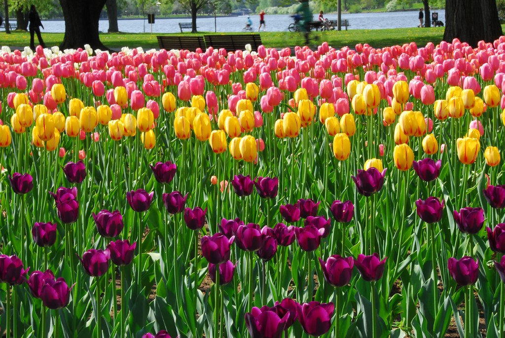 Canadian Tulip Festival (Ottawa, Canada)